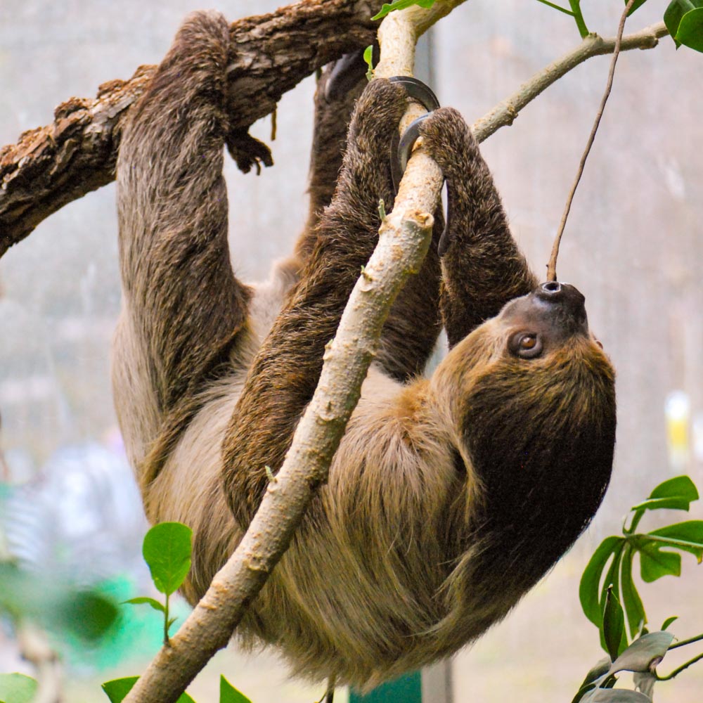sloth