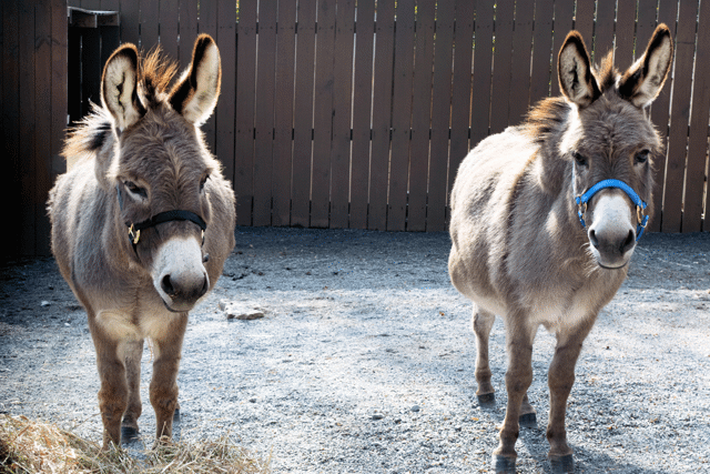 Two miniature donkeys in a paddock