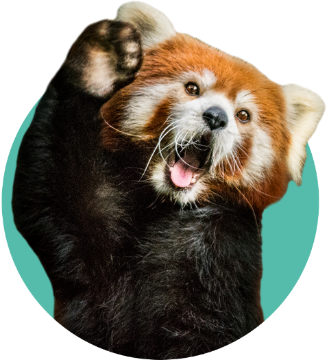 Red Panda