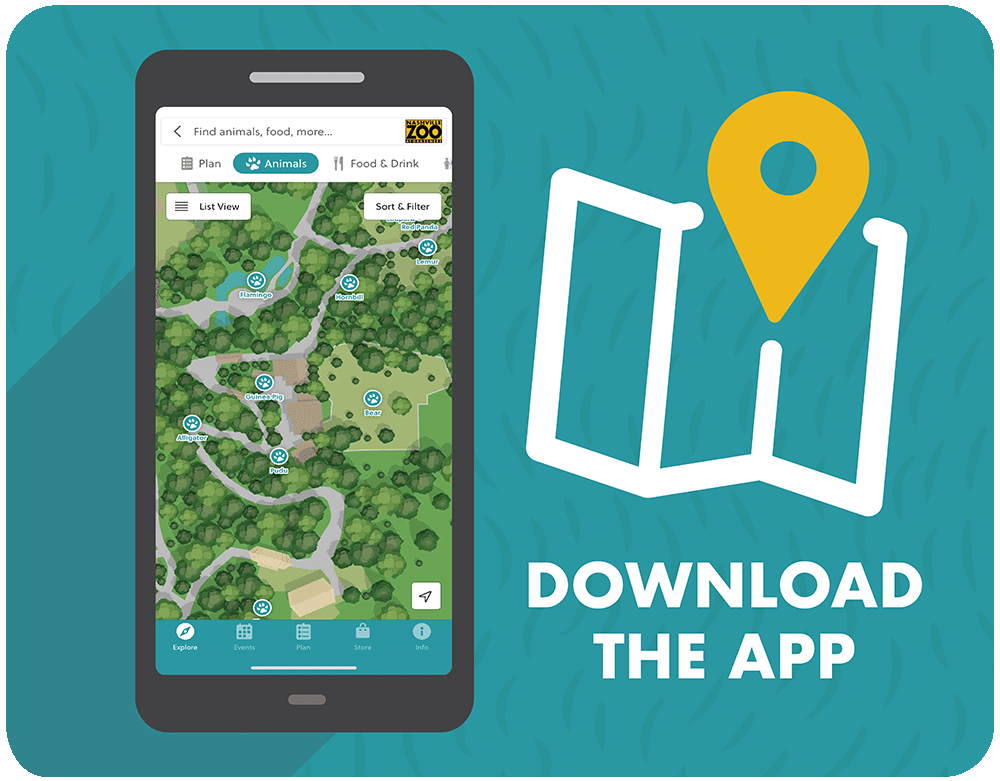 zoo app on a phone
